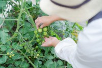 おうち時間を楽しむ、家庭菜園やガーデニング