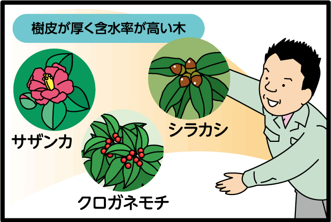 【樹皮が厚く含水率が高い木】◎シラカシ◎サザンカ◎クロガネモチ