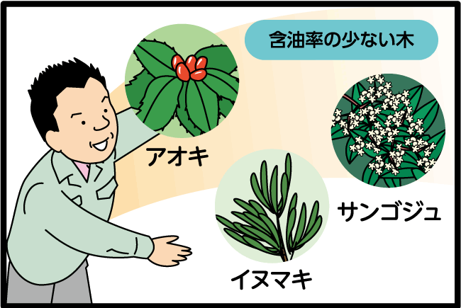 【含油率の少ない木】◎アオキ◎サンゴジュ◎イヌマキ