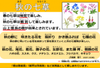 秋の七草