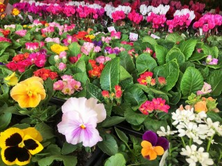 明日はいよいよ!