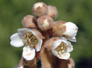 Ｑ．この花なーんだ？