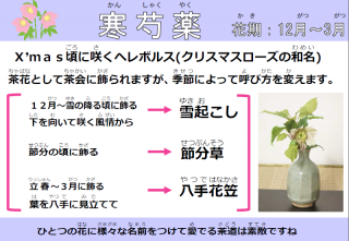 寒芍薬(かんしゃくやく)