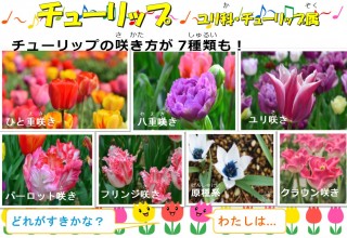 チューリップ
