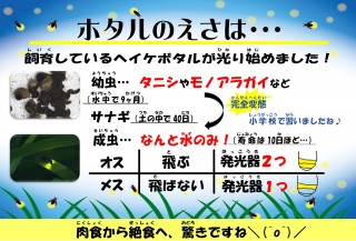 ホタルのえさは・・・