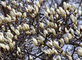 モクレンのつぼみ