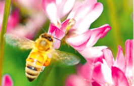 働きもののミツバチ