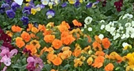 11月５日（土）・11月６日（日）秋のイベント開催！！