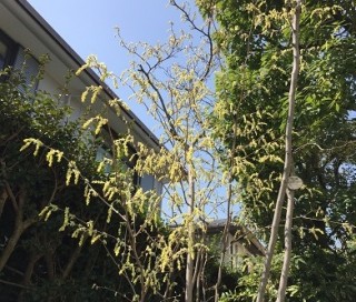 桜が見頃です(#^^#)