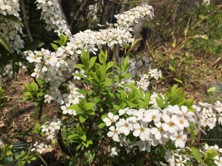 桜が見頃です(#^^#)