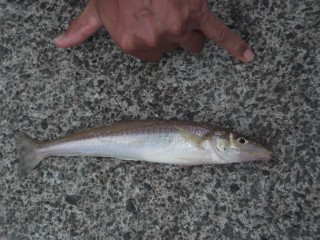 魚釣り大会