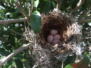 鳥の巣を見つけました！