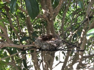 鳥の巣を見つけました！