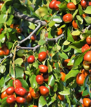 棗（なつめ）の実