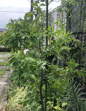 棗（なつめ）の実