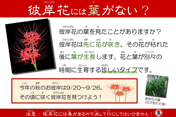 彼岸花には葉がない？
