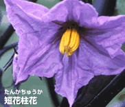 Q　なんの花でしょう？