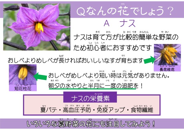 Q　なんの花でしょう？