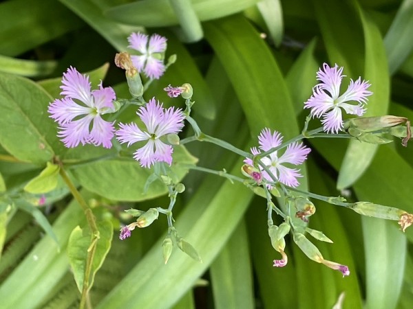 カワラナデシコ