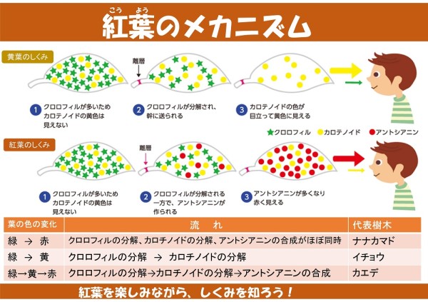 紅葉のメカニズム