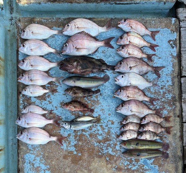 釣り大会　日間賀島