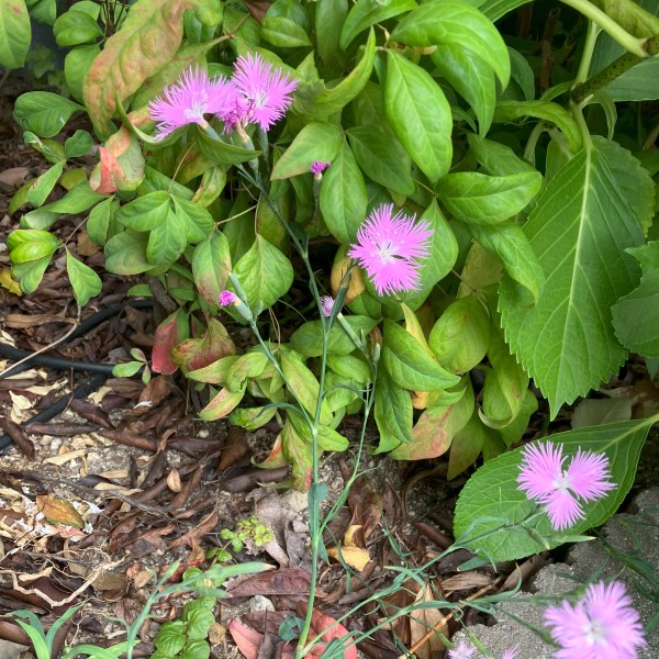 カワラナデシコ