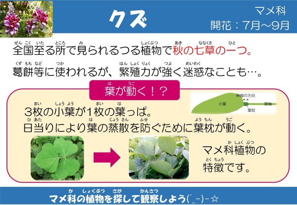 クズ