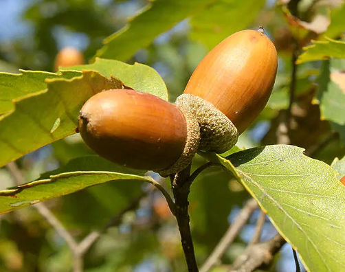 どんぐりの木？