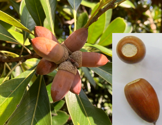 どんぐりの木？