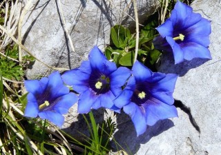 9月17日敬老の日はリンドウの花を贈ろう