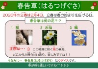 春告草(はるつげぐさ)