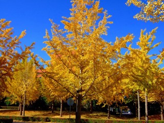生きた化石“イチョウ”