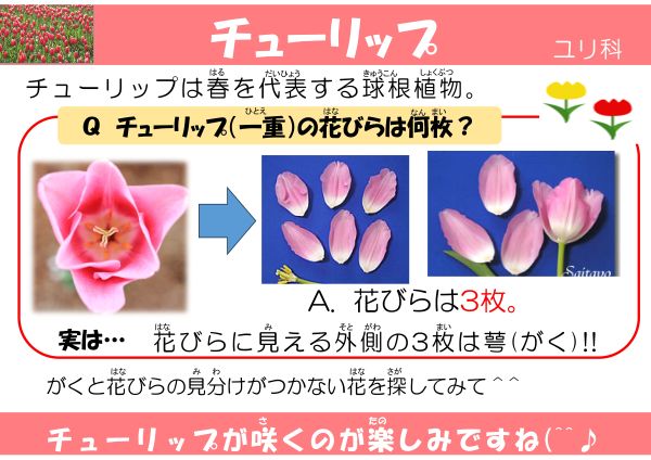 チューリップ