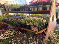 明日は春フェス