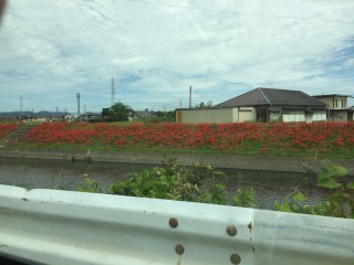 彼岸花
