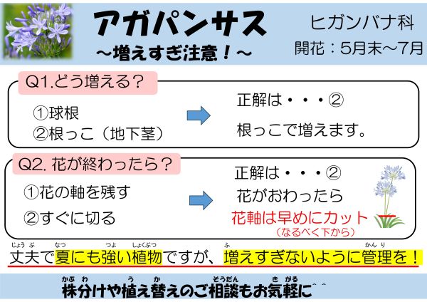 アガパンサス～増えすぎ注意～