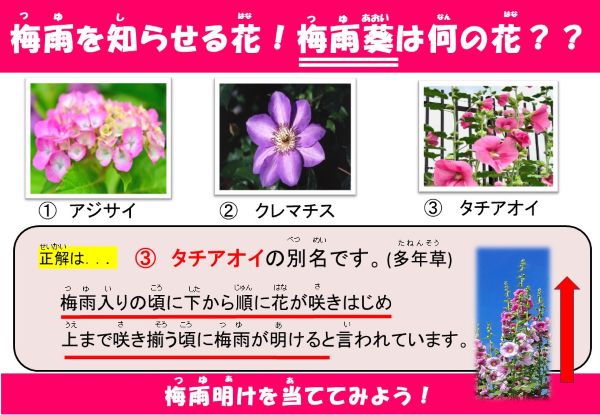 梅雨を知らせる花！梅雨葵は何の花？