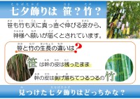 七夕飾りは笹?竹?