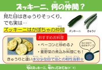 ズッキーニ、何の仲間?