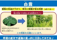 白露(はくろ)