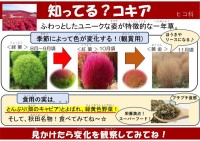 知ってる?コキア