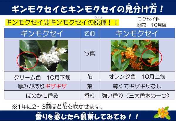 ギンモクセイとキンモクセイの見分け方