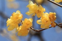 春を知らせる花“ロウバイ”