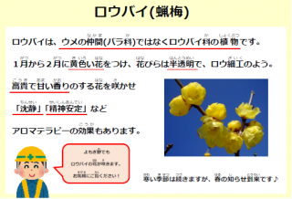 春を知らせる花“ロウバイ”