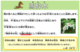 馬酔木(あせび)