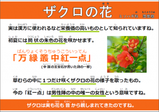 ザクロの花